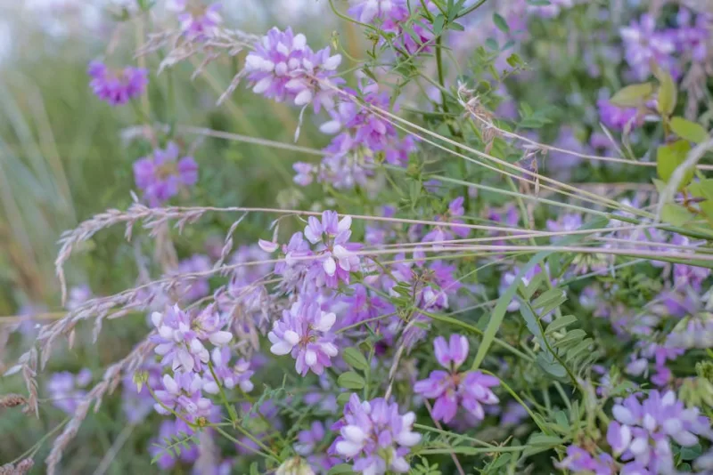 Coronilla - Coronilla valentina