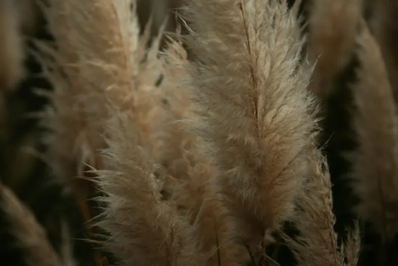 Cortaderia Rosea - Cortaderia selloana 'Rosea'
