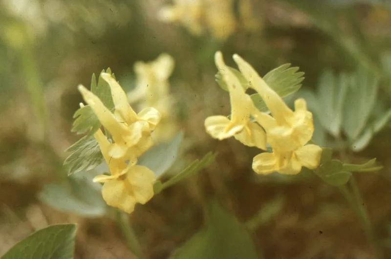 Corydalis Blue Panda - Corydalis flexuosa 'Blue Panda'