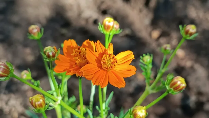Cosmea Solforino - Cosmos sulphureus