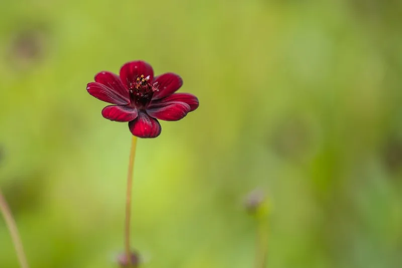 Cosmos Chocolate - Cosmos atrosanguineus