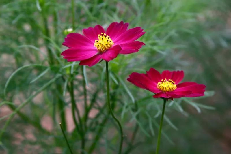 Cosmos Double Click - Cosmos bipinnatus 'Double Click'