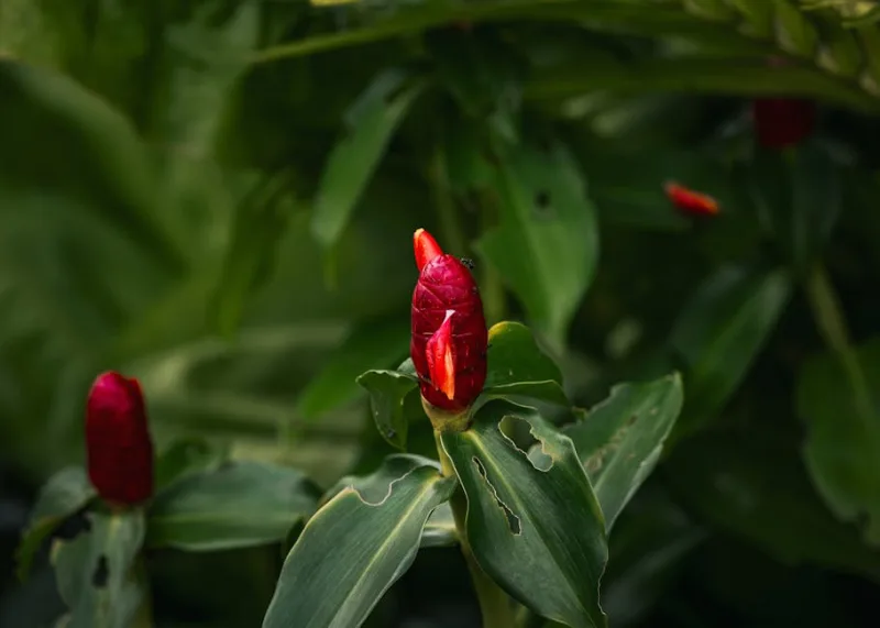 Costus - Costus speciosus