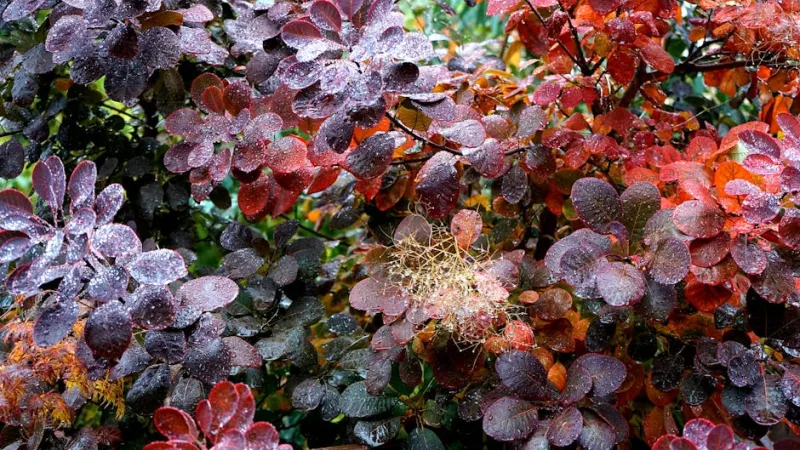 Cotinus Coggygria - Cotinus coggygria