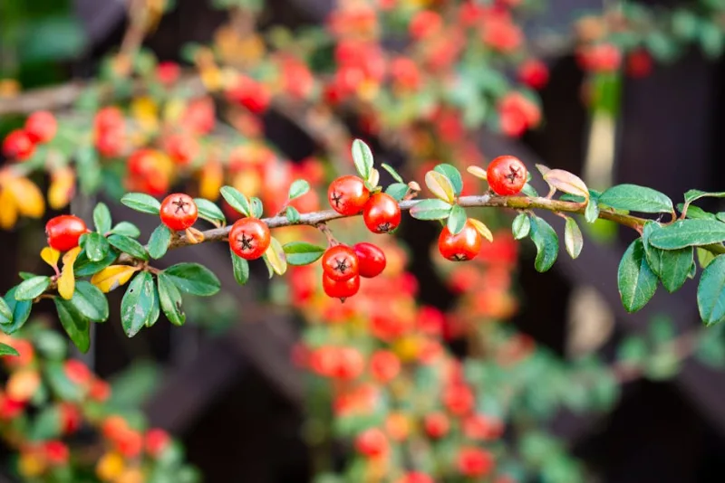 Cotoneaster Lacteus - Cotoneaster lacteus