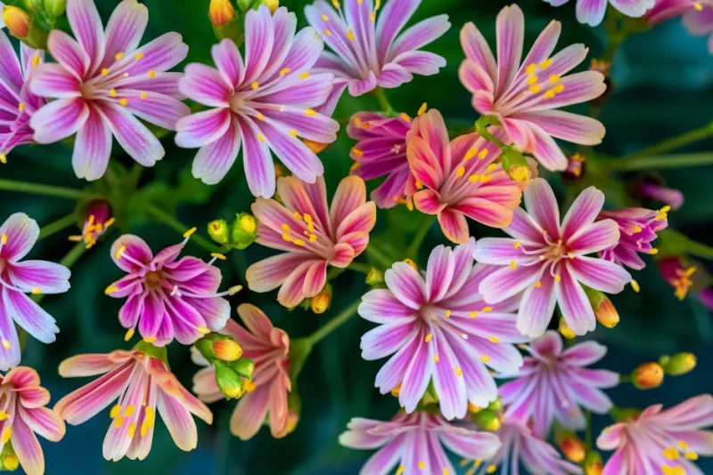 Cotyledon Orbiculata - Cotyledon orbiculata