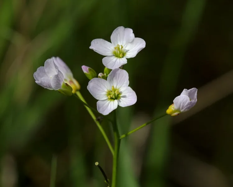 Crambe - Crambe cordifolia