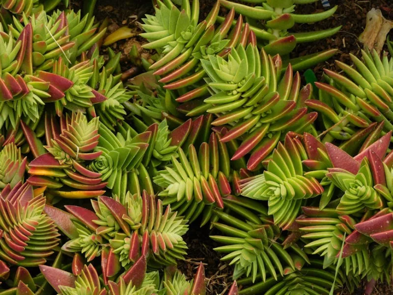Crassula Campfire - Crassula capitella 'Campfire'