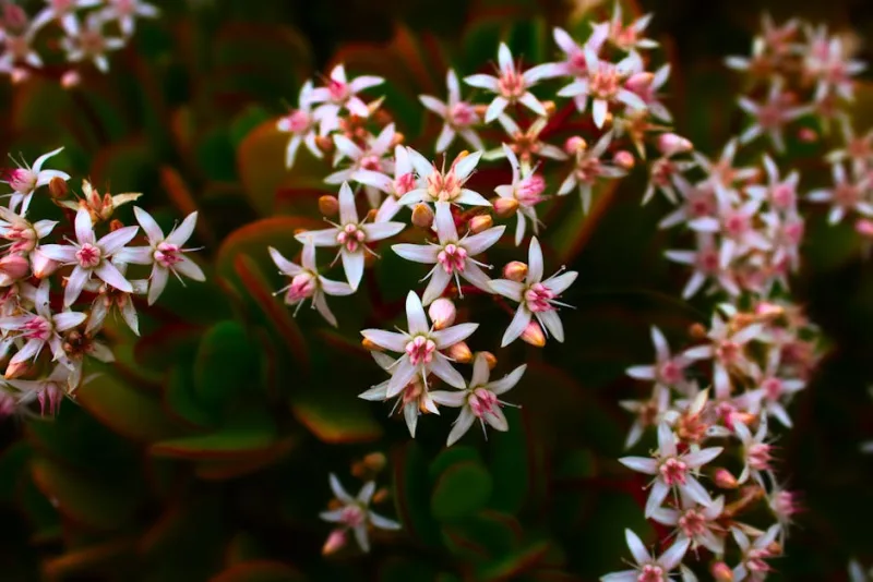 Crassula Ovata - Crassula ovata