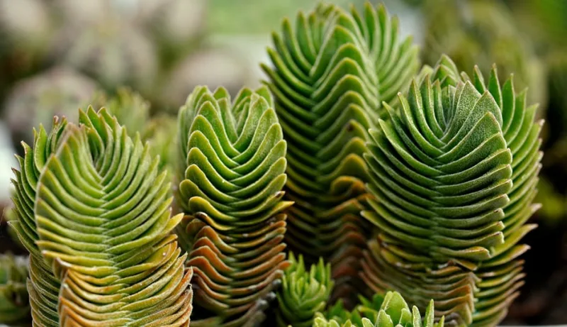 Crassula Perforata - Crassula perforata