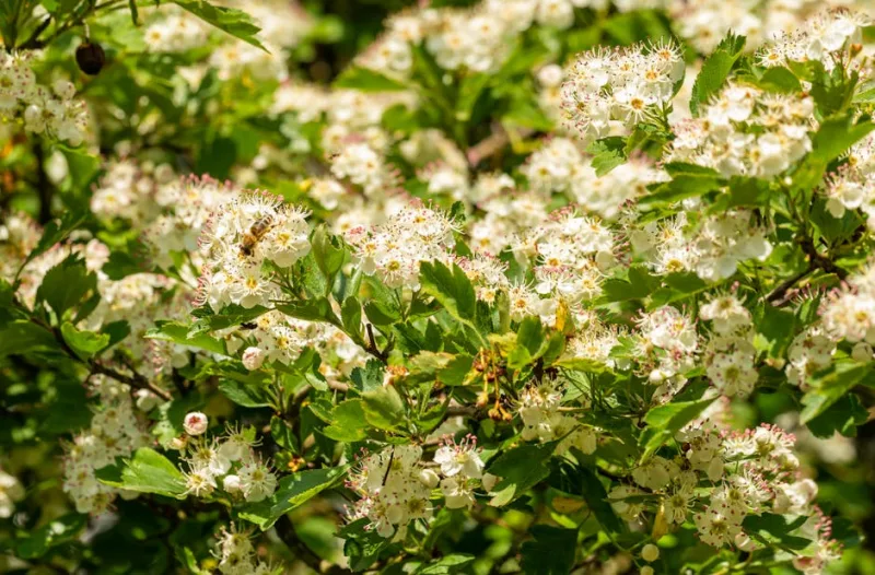 Crataegus Paul's Scarlet - Crataegus laevigata 'Paul's Scarlet'