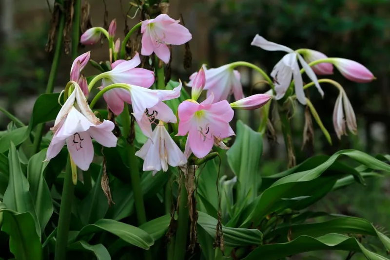 Crinum Powellii - Crinum × powellii