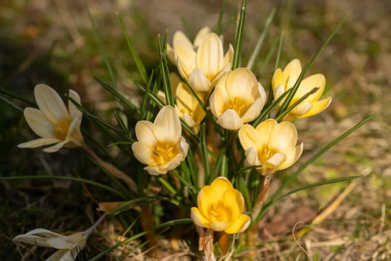 Croco Cream Beauty - Crocus chrysanthus 'Cream Beauty'