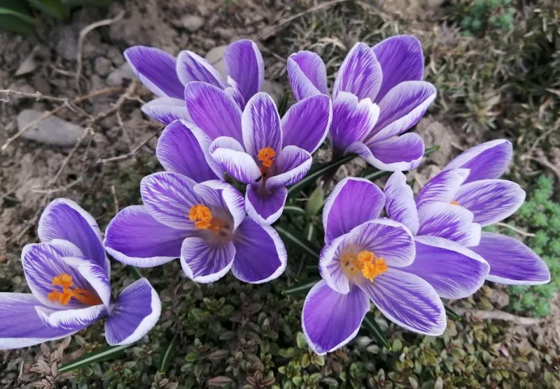 Croco Large Flowering Mix - Crocus vernus 'Mix'