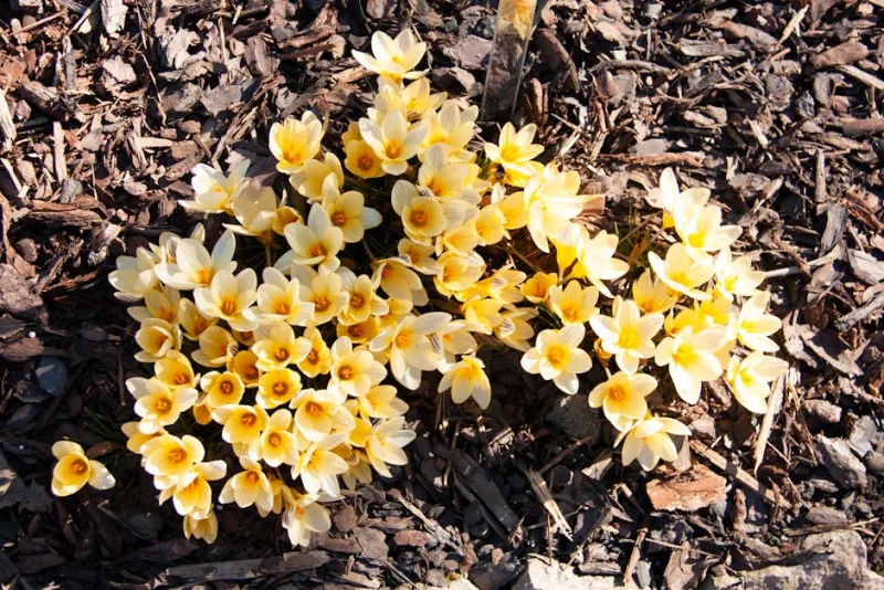 Croco Ruby Giant - Crocus tommasinianus 'Ruby Giant'
