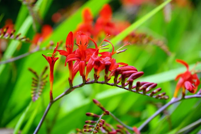 Crocosmia Emily McKenzie - Crocosmia 'Emily McKenzie'