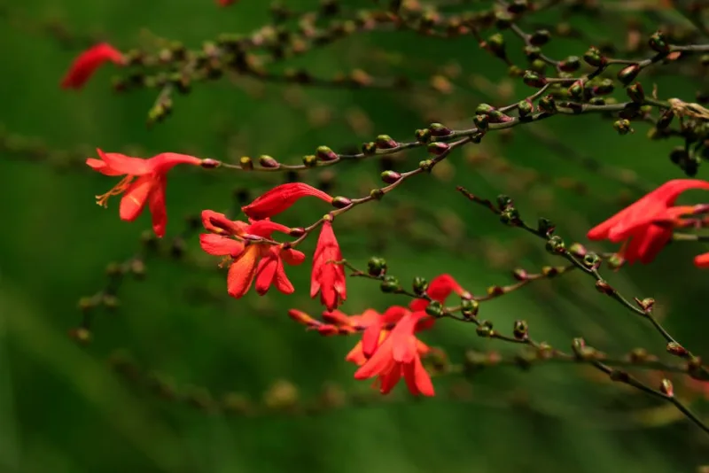 Crocosmia - Crocosmia × crocosmiiflora