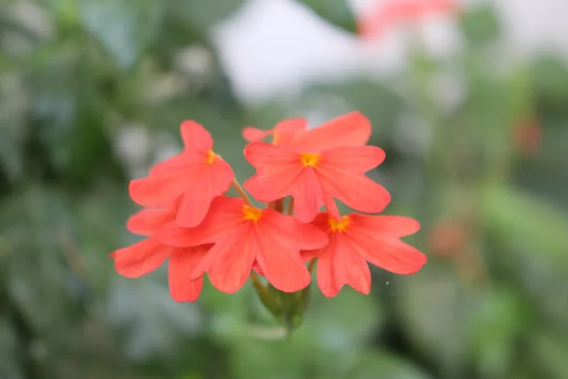 Crossandra Infundibuliformis - Crossandra infundibuliformis