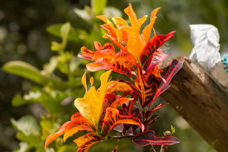 Croton - Codiaeum variegatum