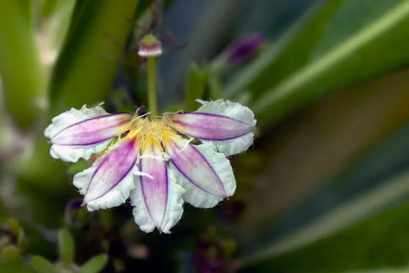 Cryptanthus Bivittatus - Cryptanthus bivittatus