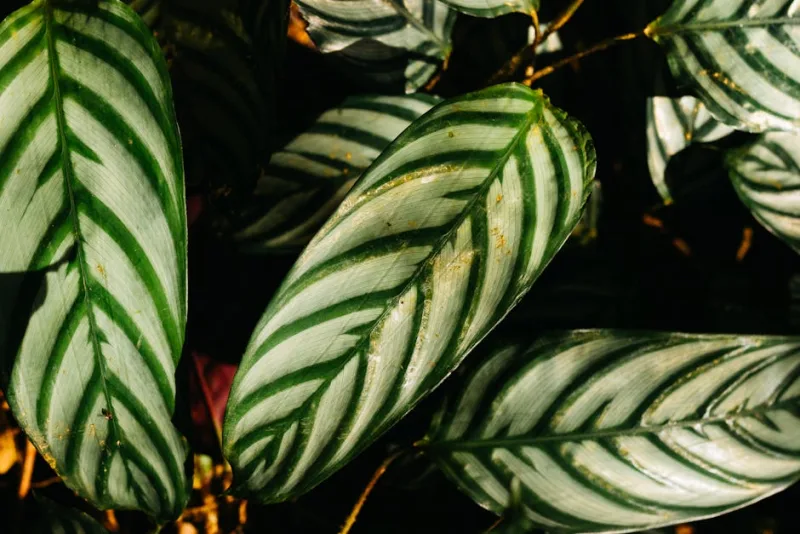 Ctenanthe - Ctenanthe lubbersiana