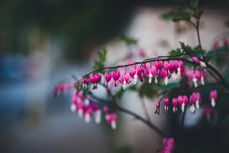 Cuor di Maria - Lamprocapnos spectabilis