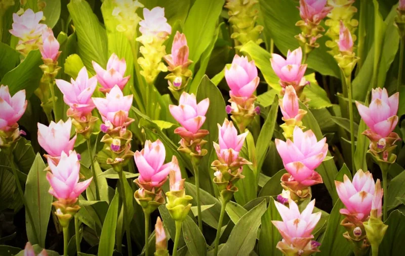 Curcuma Ornamentale - Curcuma alismatifolia