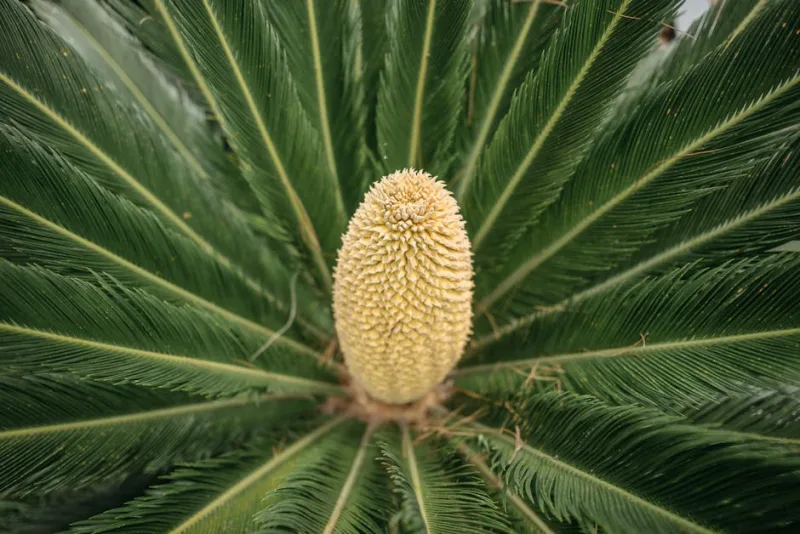 Cycas Revoluta - Cycas revoluta
