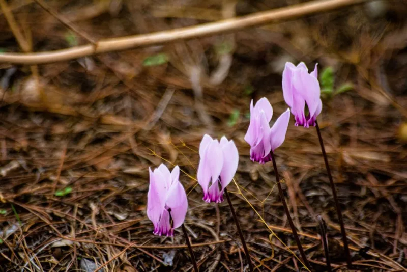 Cyclamen Coum - Cyclamen coum