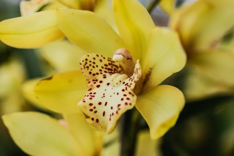 Cymbidium Green - Cymbidium 'Green Valley'