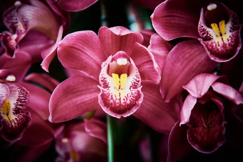 Cymbidium - Cymbidium spp.