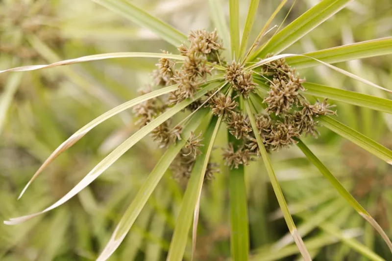 Cyperus Longus - Cyperus longus