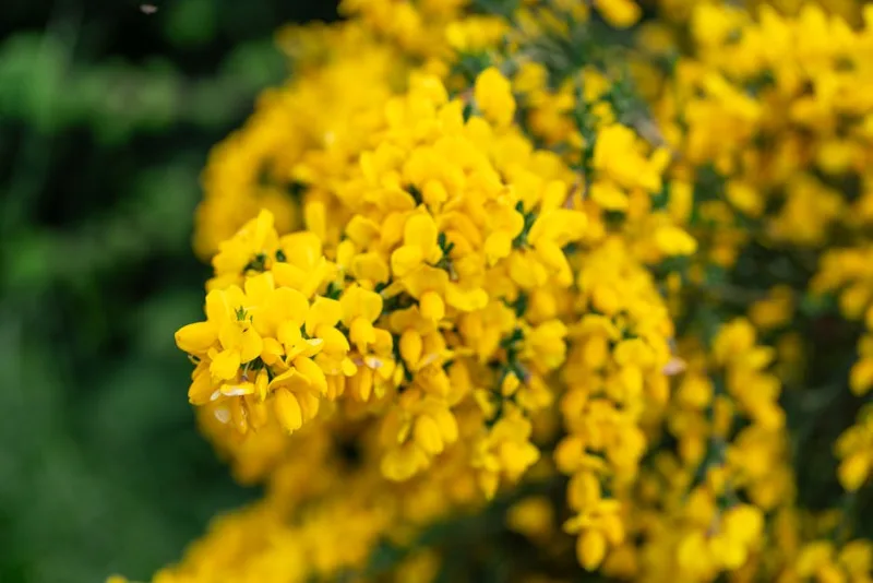 Cytisus Praecox - Cytisus × praecox