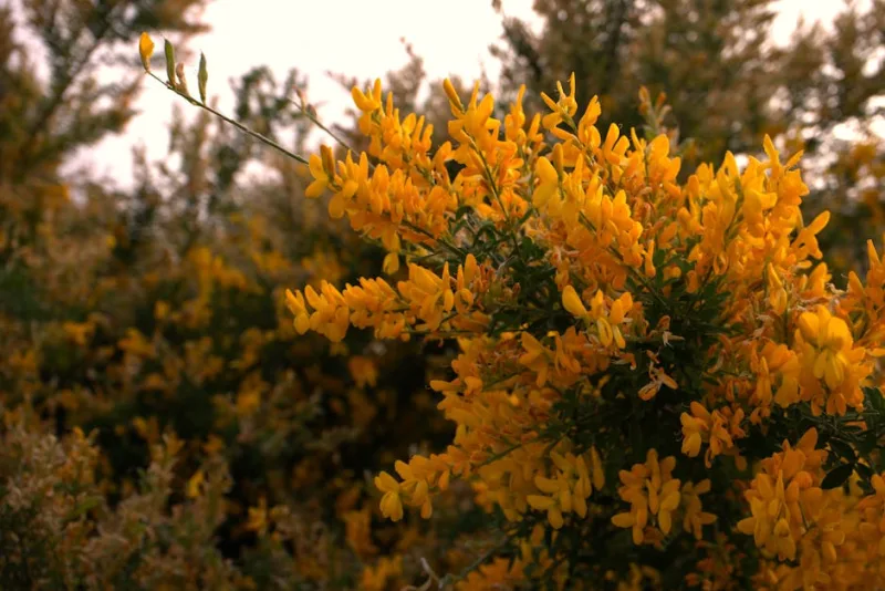 Cytisus - Cytisus scoparius