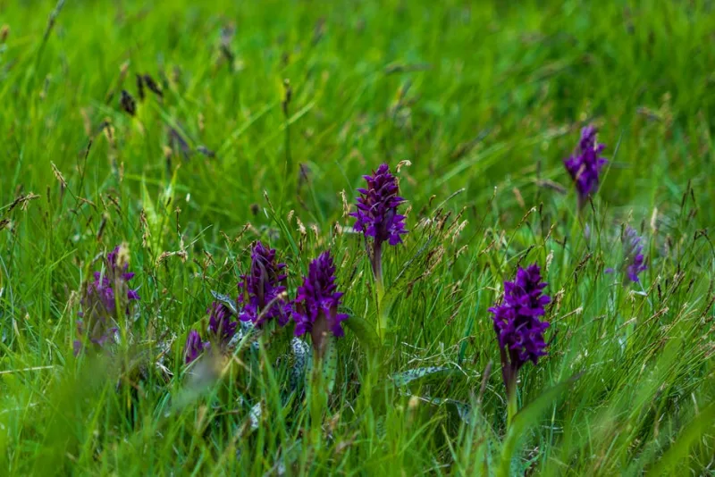 Dactylorhiza - Dactylorhiza maculata