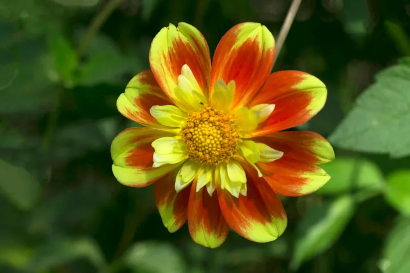 Dalia a Collarino - Dahlia (Collarette)