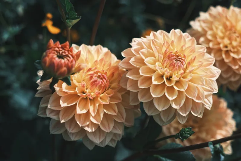 Dalia Bloomquist - Dahlia 'Bloomquist'
