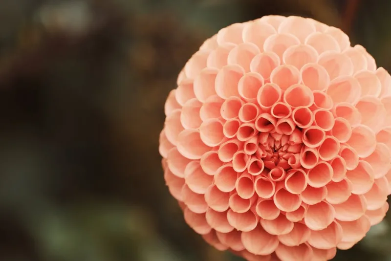 Dalia Pompon - Dahlia (Pompon)