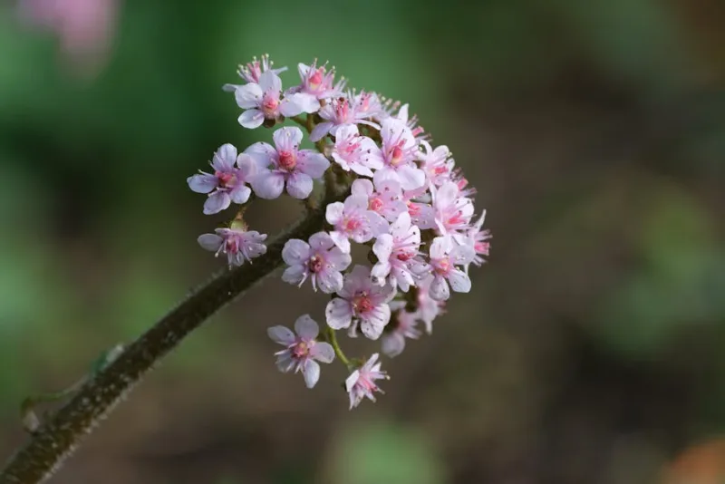 Darmera Peltata - Darmera peltata