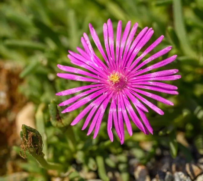 Delosperma - Delosperma cooperi