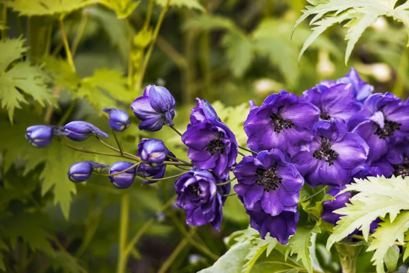Delphinium Blue Bird - Delphinium 'Blue Bird'
