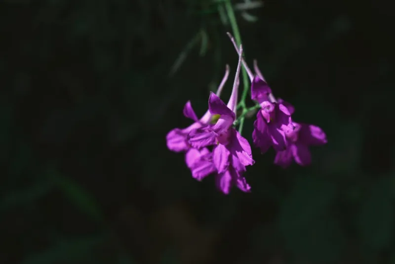 Delphinium Consolida - Consolida ajacis