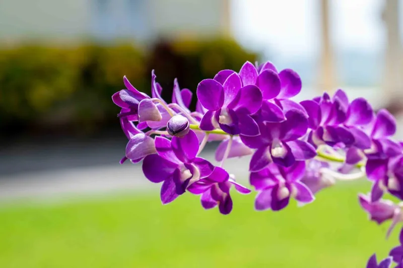 Dendrobium Sa-Nook - Dendrobium 'Sa-Nook'