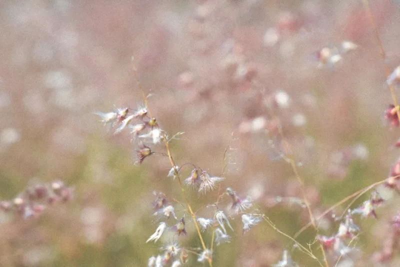 Deschampsia Cespitosa - Deschampsia cespitosa