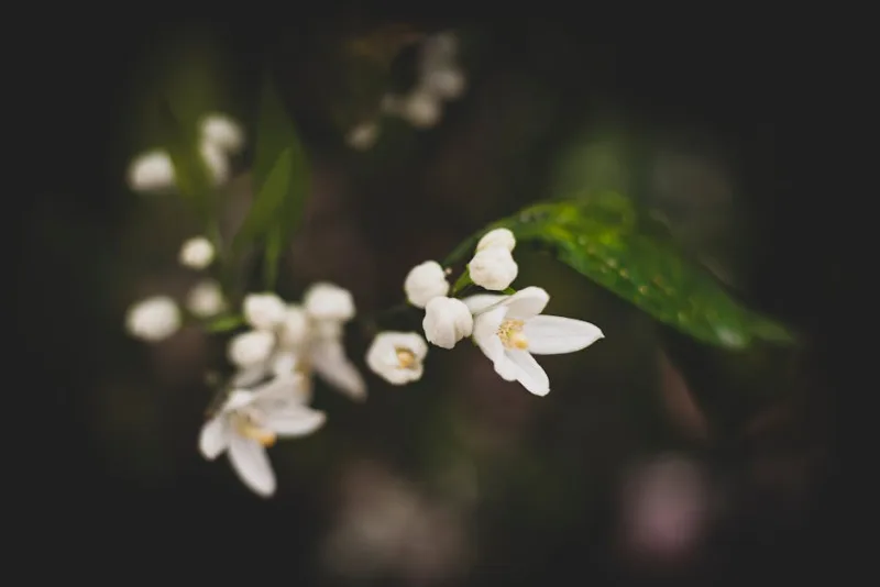 Deutzia Mont Rose - Deutzia × hybrida 'Mont Rose'
