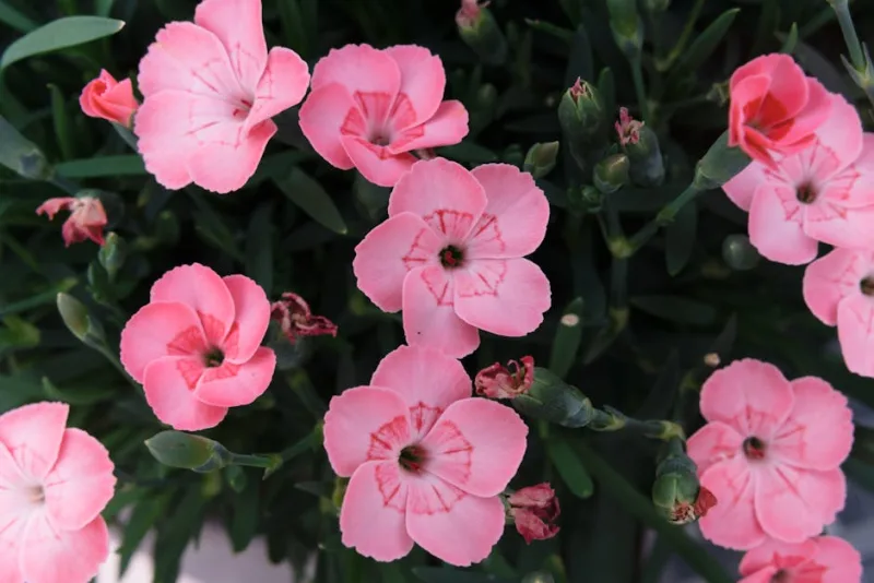 Dianthus Amazon Neon Cherry - Dianthus barbatus 'Amazon Neon Cherry'