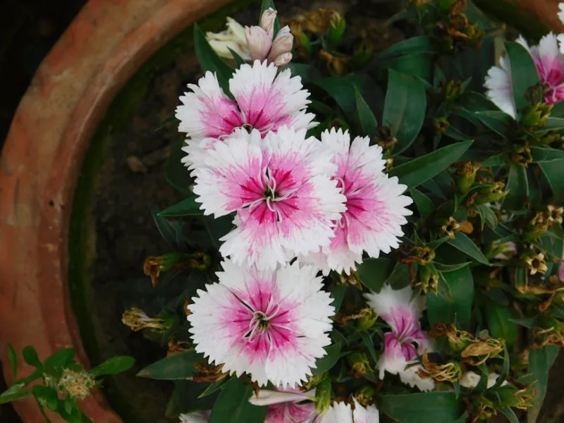 Dianthus Chinensis - Dianthus chinensis