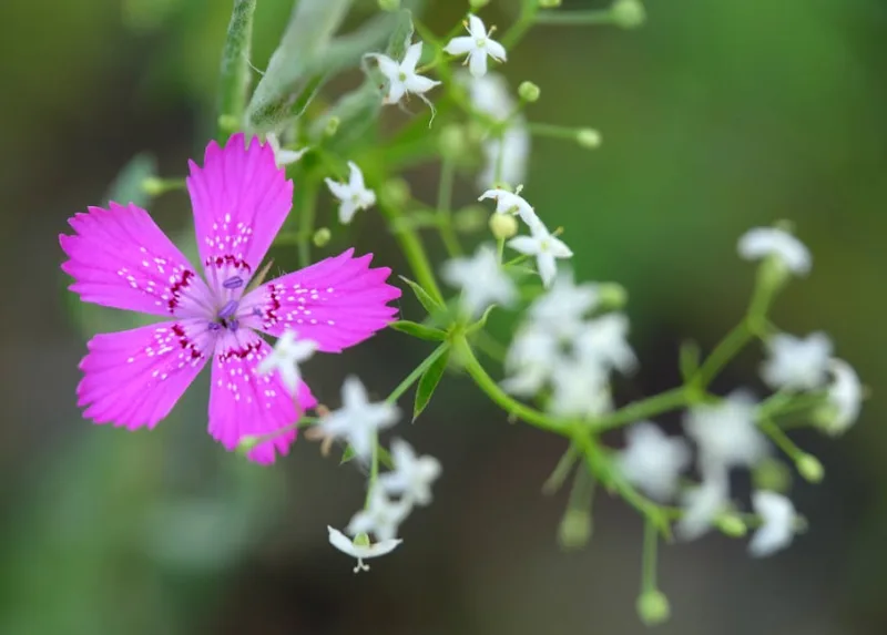 Dianthus Deltoides - Dianthus deltoides