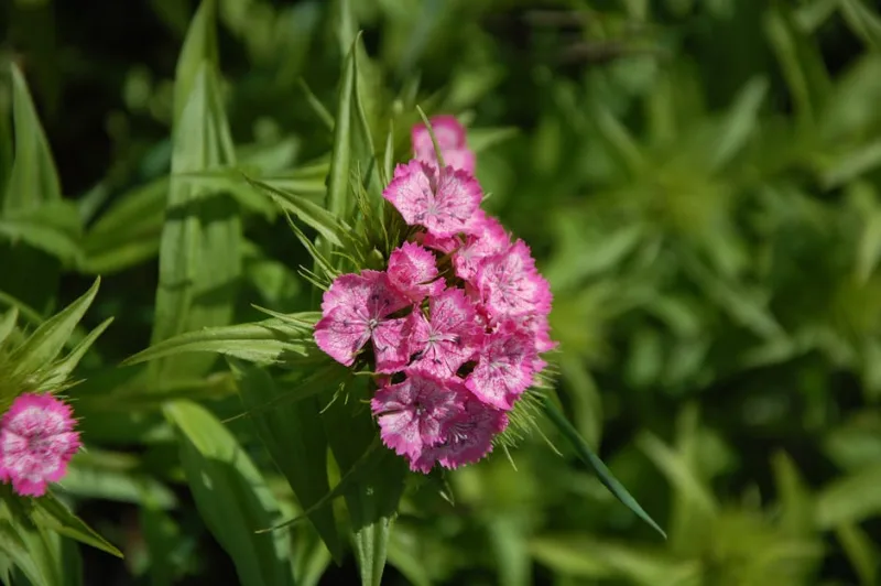 Dianthus Gratianopolitanus - Dianthus gratianopolitanus