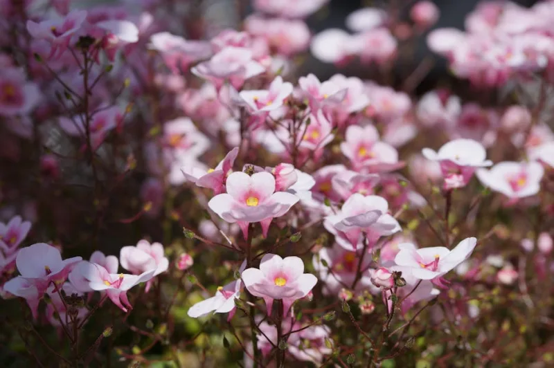 Diascia - Diascia spp.